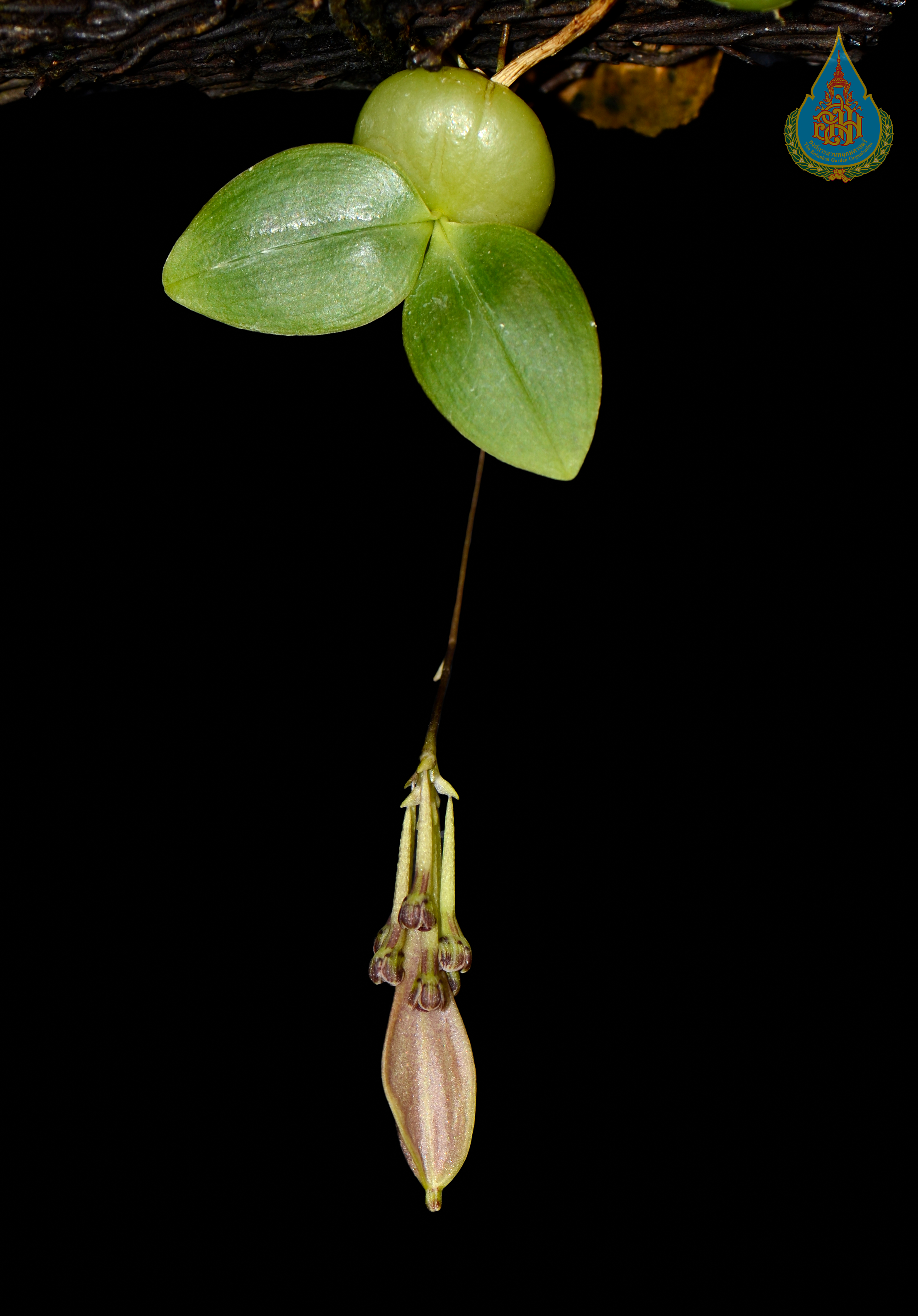 สิงโตต่างหู Bulbophyllum physometrum J.J.Verm., Suksathan & Watthana<br/>ORCHIDACEAE